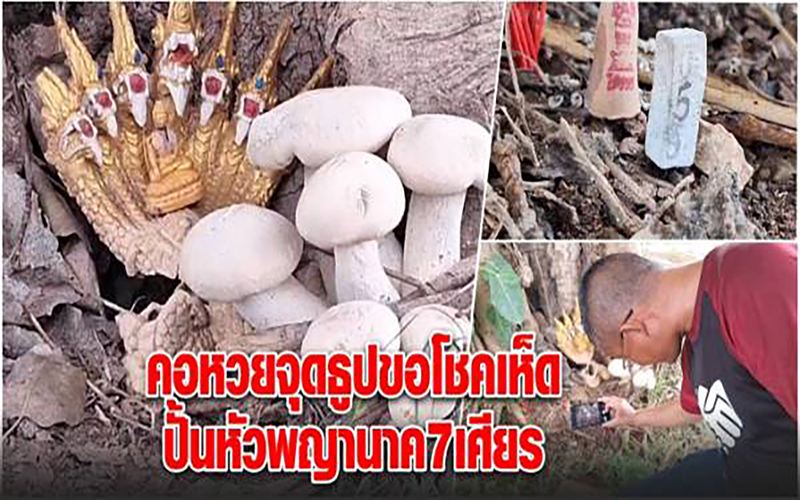 เห็ดใต้ต้นโพธิ์-showlek.com