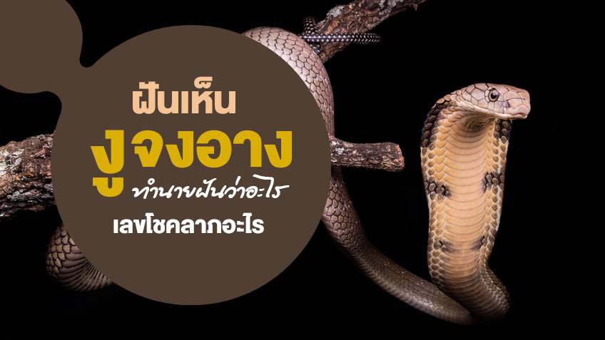 ฝันเห็นงูจงอางหลายตัว - showlek