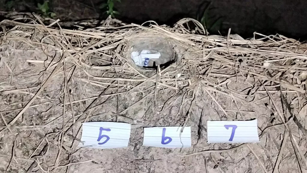 หวย พญา บึ้ง ล่าสุด 31/7/66 - showlek