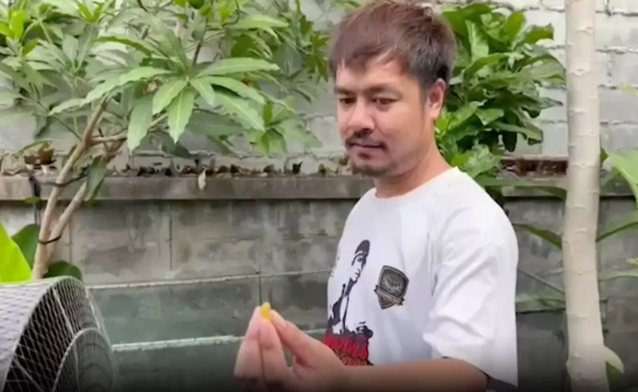 งูเขียวหางไหม้