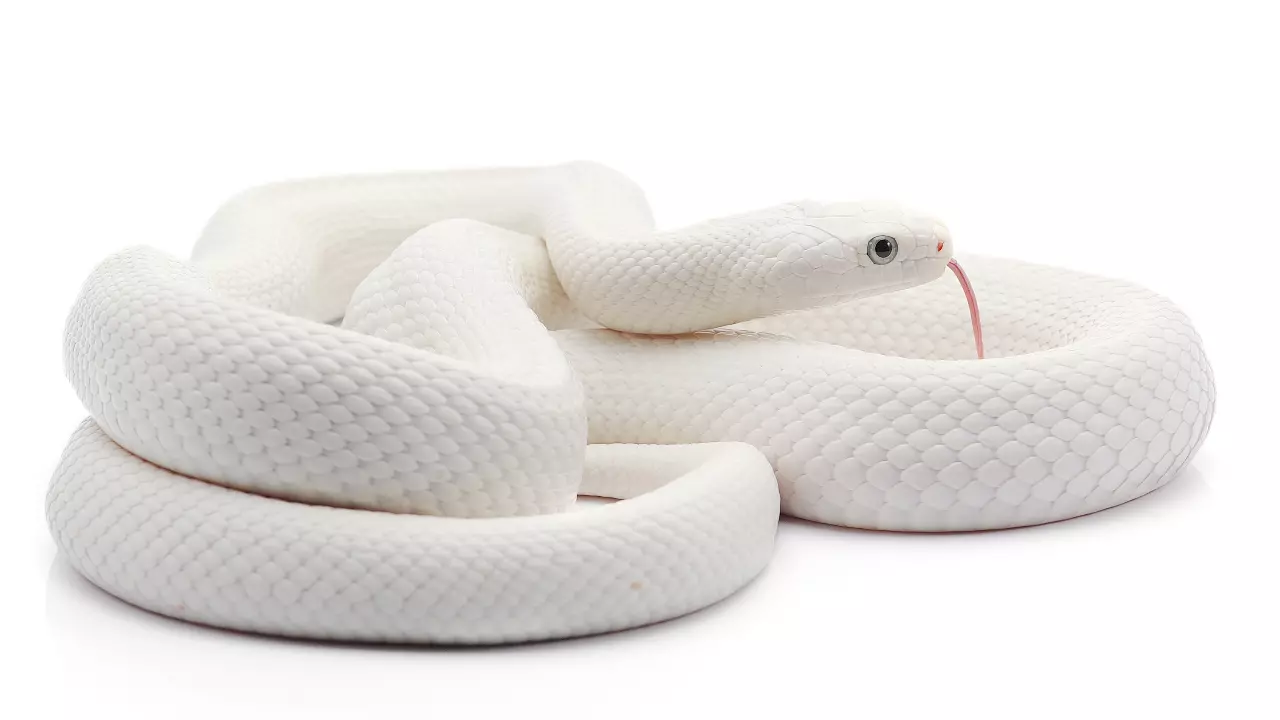 ฝันเห็นงูเผือก-showlek