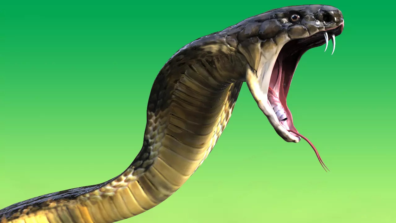 ฝันเห็นงู2ตัว-showlek