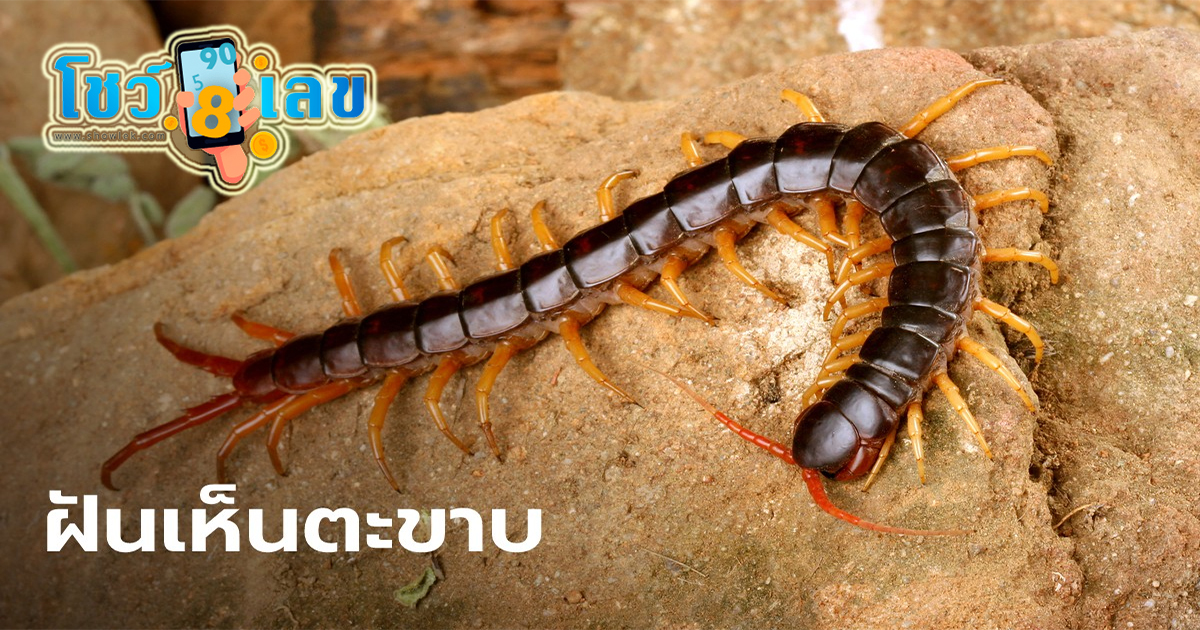 ฝันเห็นตะขาบหลายตัว ทำนายฝัน ฝันเห็นตะขาบมีความหมายและเลขเด็ดอย่างไร 