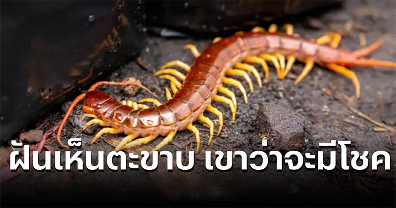 ฝันเห็นตะขาบหลายตัว เลขเด็ด