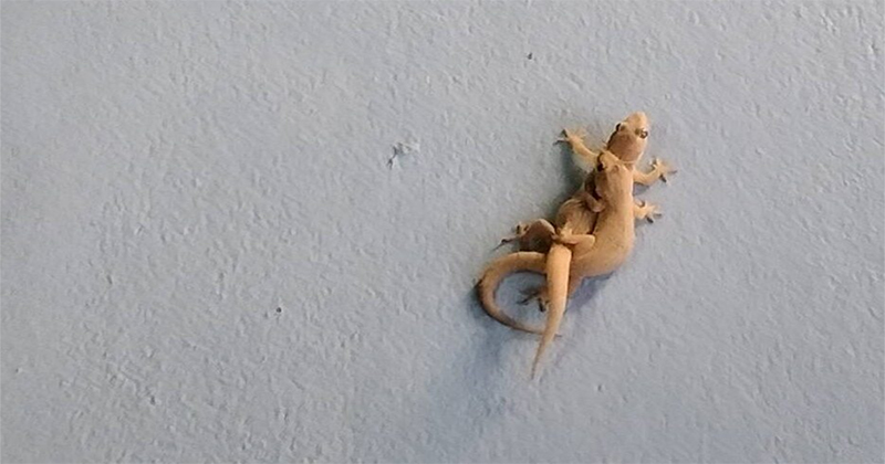 จิ้งจกให้โชค