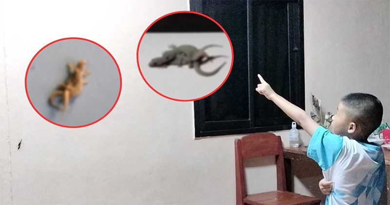 จิ้งจกให้โชค เลขเด็ด