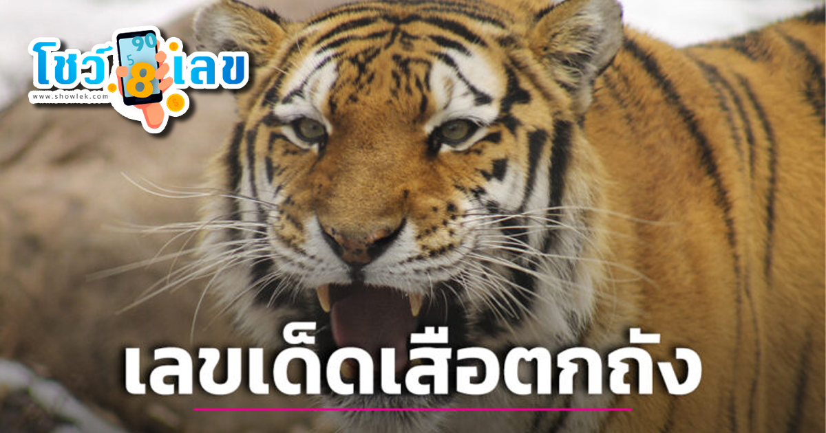 เลขเสือตกถัง  31/07/66 แนวทางเลขเด็ด หวยรัฐบาลไทย มีอะไรน่าสนใจบ้าง เราไปติดตามพร้อมกันได้เลย