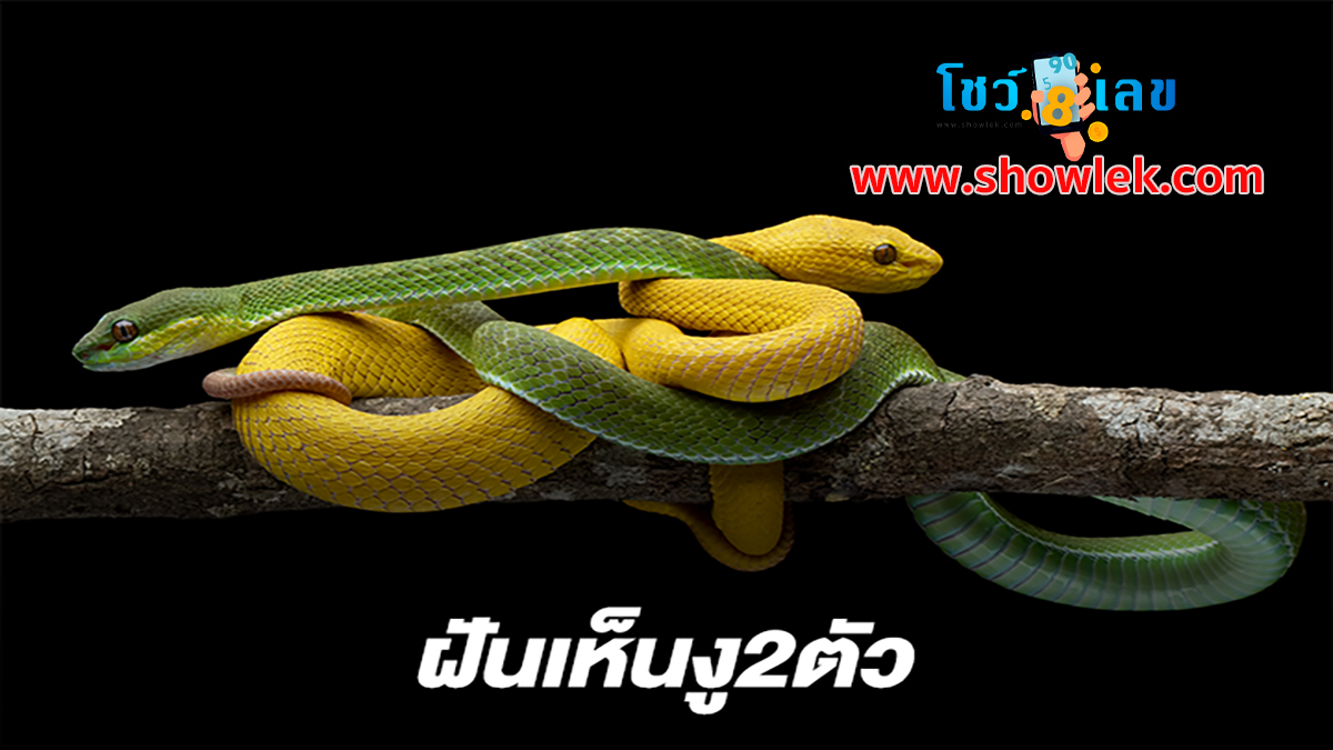 ฝันเห็นงู2ตัว แบบไหนคือฝันดี-ไม่ดี พร้อมเลขเด็ด เสี่ยงโชค มาดูกันได้เลย