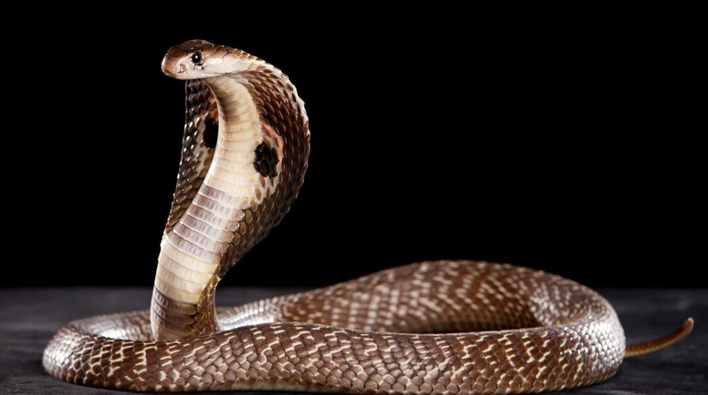 ฝันเห็นงูจงอางตัวใหญ่ชูคอ - showlek