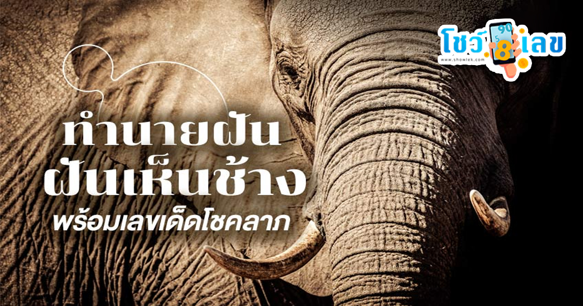 ฝันเห็นช้างตัวใหญ่หลายตัว ฝันเห็นช้าง ฝันว่าได้ขี่ช้าง มีคำทำนายฝันว่าอย่างไร พร้อมเลขเด็ดให้โชค