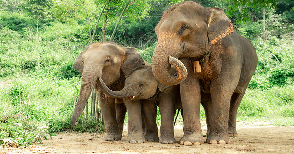 ฝันเห็นช้างตัวใหญ่หลายตัว