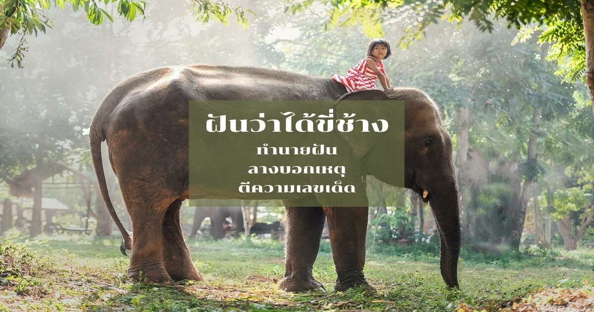 ฝันได้ขี่ช้าง