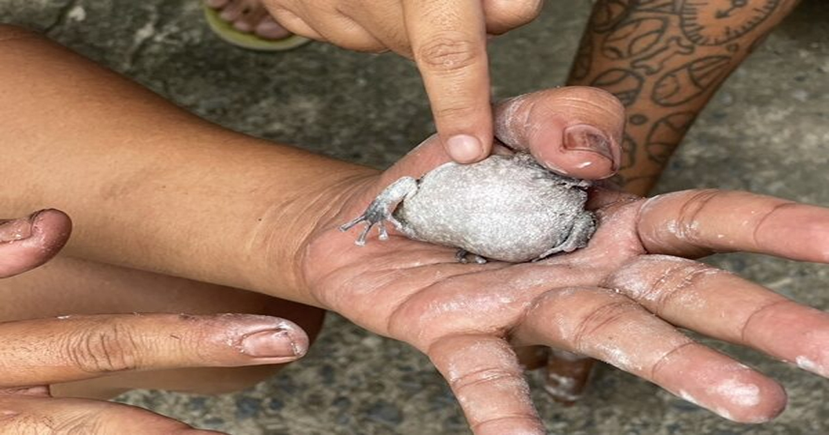 แห่ส่องเลขเด็ด