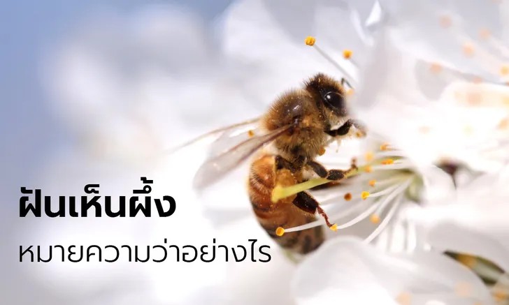 ฝันเห็นผึ้งบินเยอะมาก