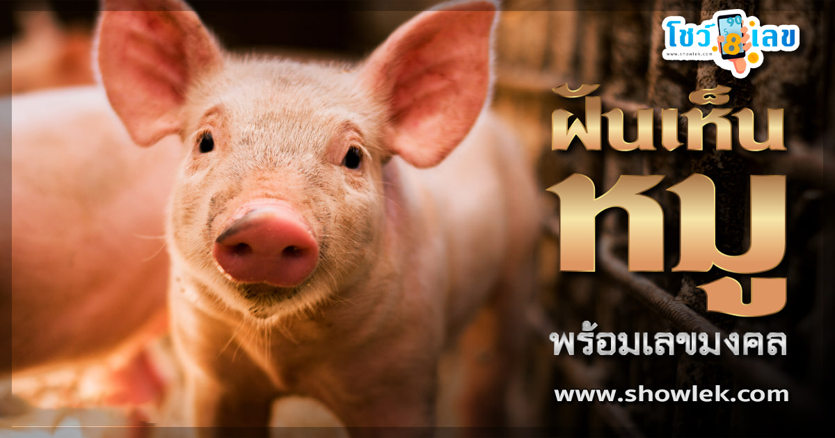 ทำนายฝัน ฝันเห็นหมู1ตัว น้องหมูอู๊ดๆ มีความหมายว่าอย่างไร พร้อมเลขเด็ดพารับโชค