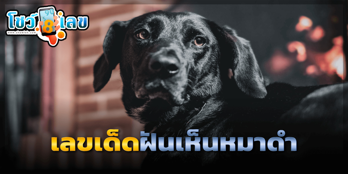 ฝันเห็นสุนัขสีดําตัวใหญ่ ทำนายฝันว่าอะไร หมายถึงอะไร เลขมงคลเลขอะไร