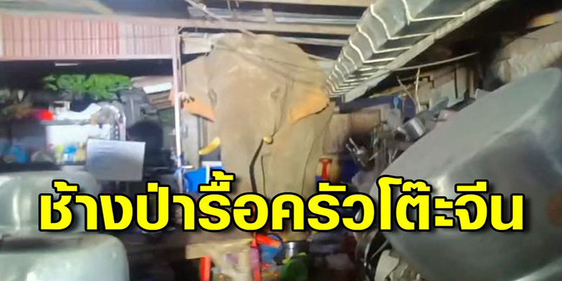 ช้างป่าบุกครัว