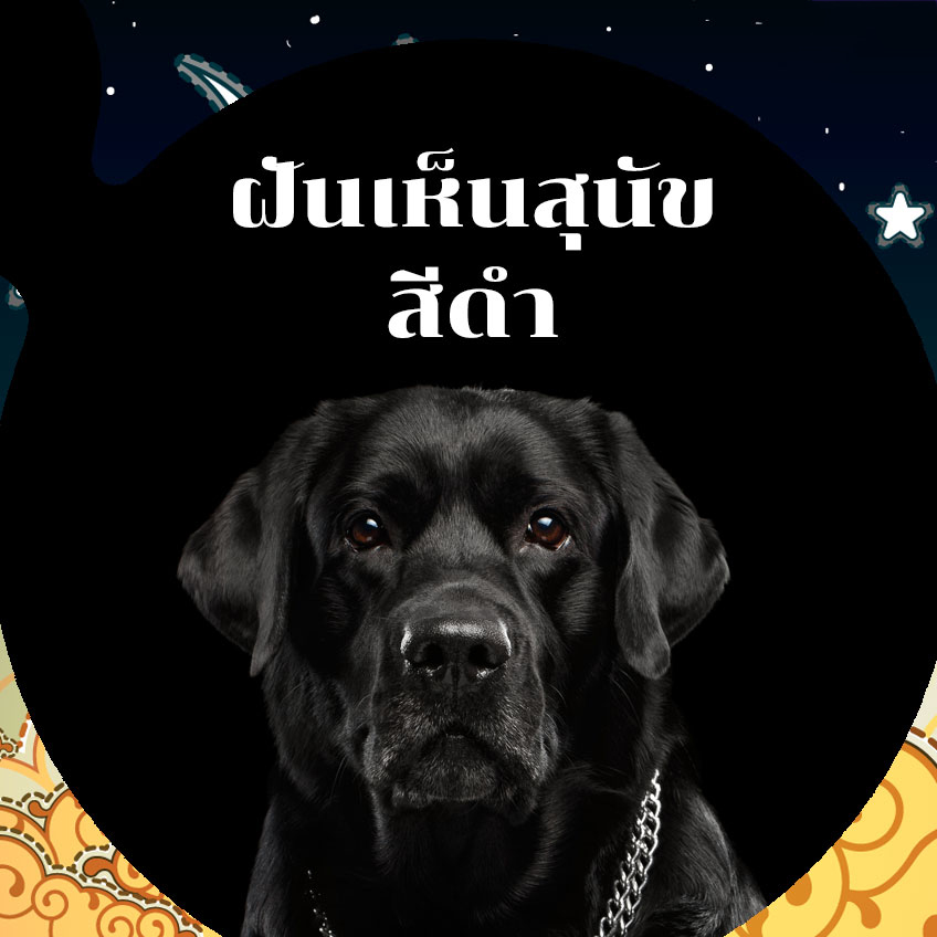 ฝันเห็นสุนัขเข้าบ้าน-showlek