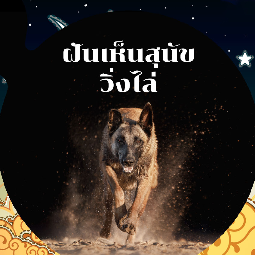 ฝันเห็นสุนัขเข้าบ้าน-showlek