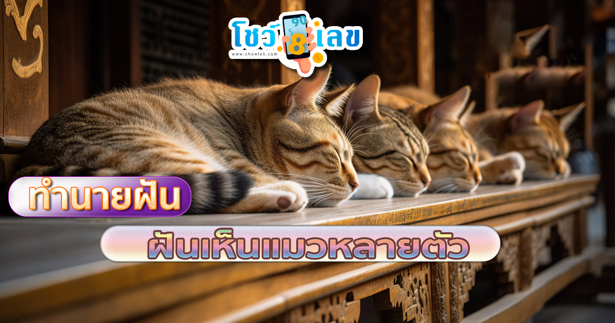 ฝันเห็นแมวหลายตัว ดูความหมาย พร้อมเลขเด็ดนำโชค