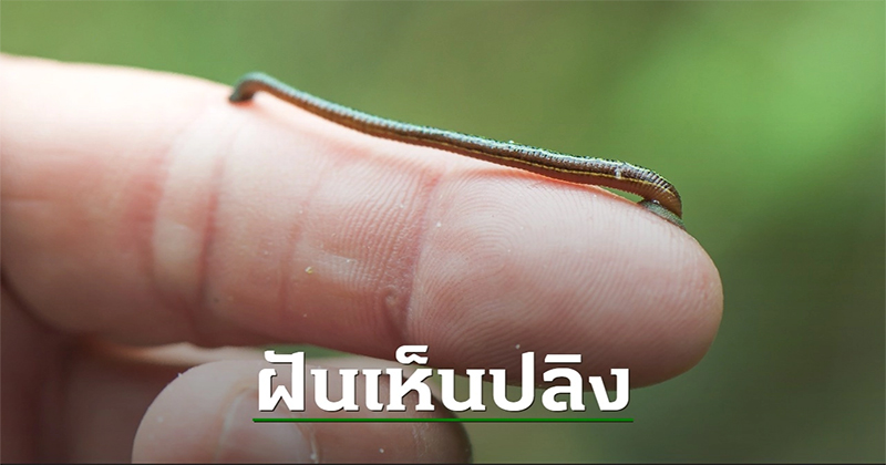 ฝันว่าปลิงเกาะหลังแล้วดึงออก เลขเด็ด