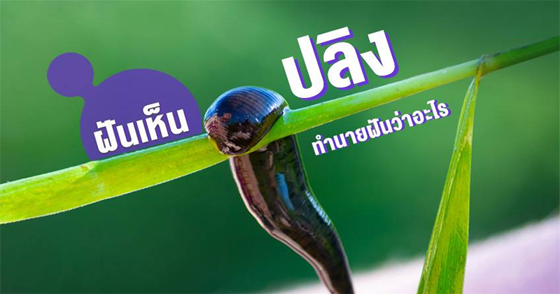 ฝันว่าปลิงเกาะหลังแล้วดึงออก