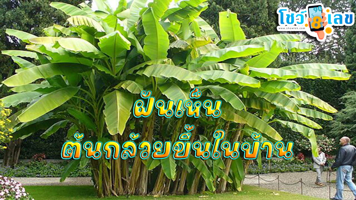 ฝันเห็นต้นกล้วยขึ้นในบ้าน พร้อมความหมาย และเลขนำโชค