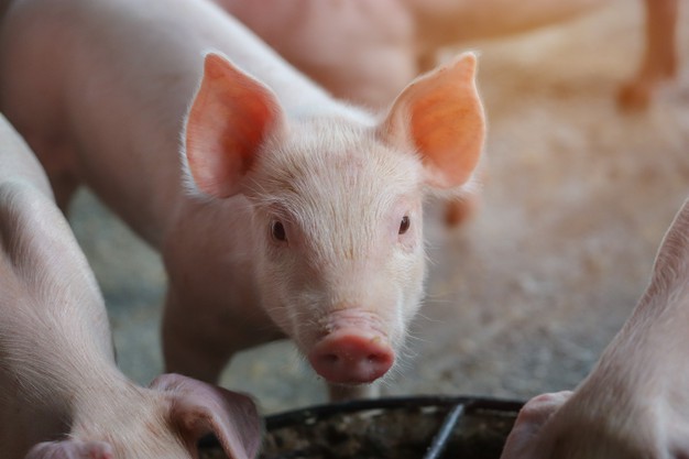 ฝันเห็นหมู1ตัว - showlek