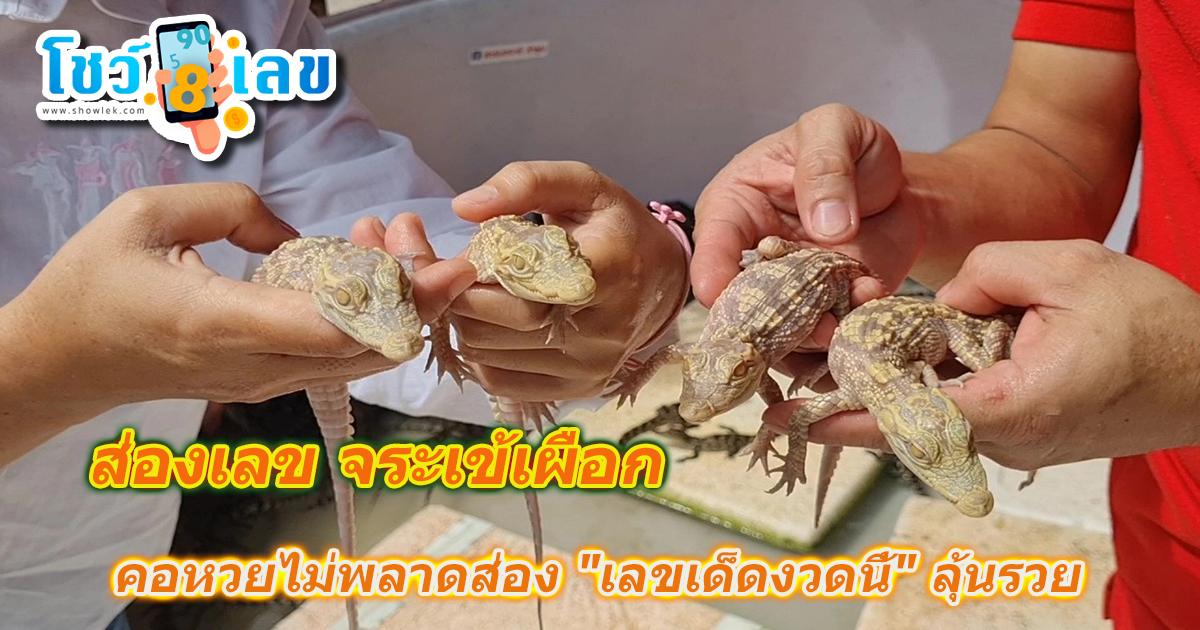 คอหวยฮือฮาพบ “จระเข้เผือก” ไม่พลาดส่อง “เลขเด็ดงวดนี้” ลุ้นรวย 1/9/66