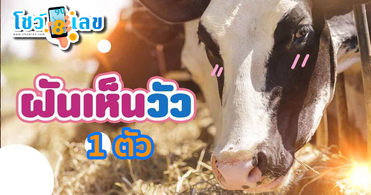 ฝันเห็นวัว 1 ตัว เลขเด็ด ทำนายฝัน พร้อมบอกความหมาย