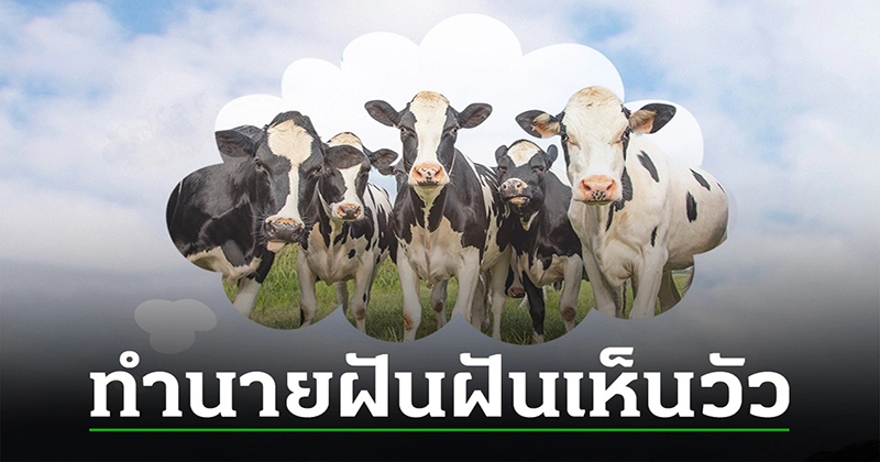 ฝันเห็นวัว 1 ตัว