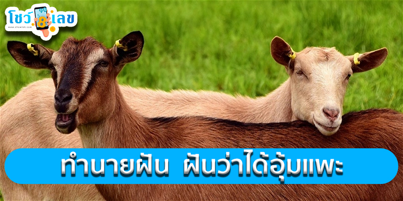 ฝันว่าได้อุ้มแพะ