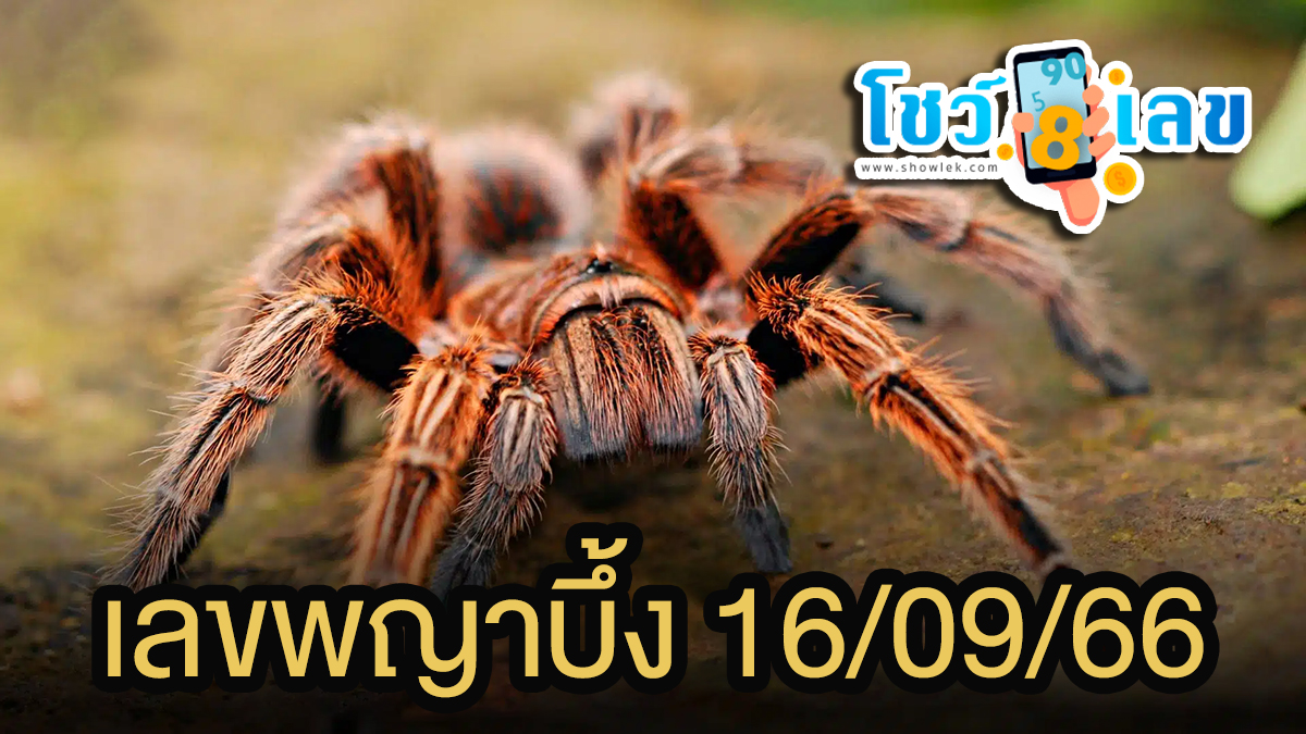 เลขพญาบึ้ง 16 9 66 แนวทางหวยสลากกินแบ่งรัฐบาลไทยแม่นๆ แจกฟรี!