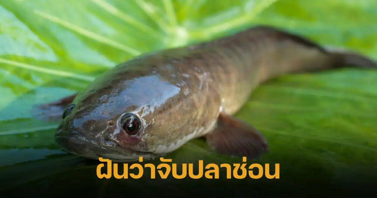 ฝันว่าได้จับปลาช่อนตัวใหญ่ 1 ตัว