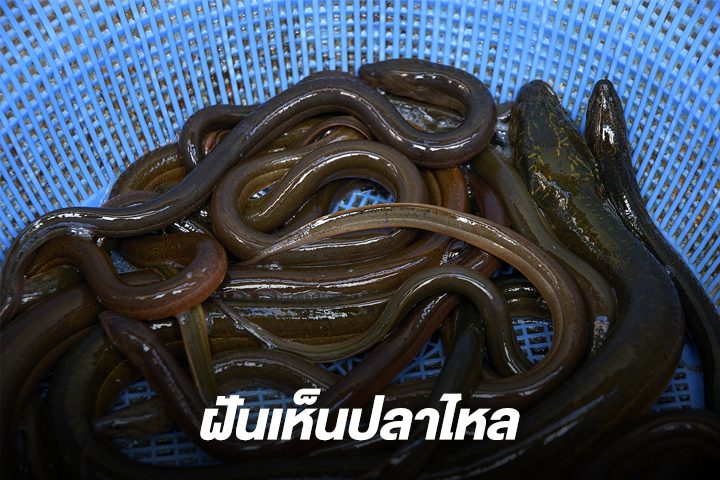 ฝันเห็นปลาไหลคู่