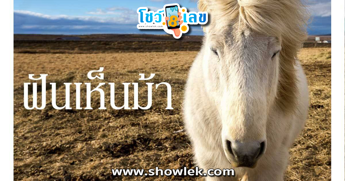 เปิดตำราทำนายฝัน ฝันว่าขี่ม้าขาว หมายถึงอะไร พร้อมเลขมงคล โชคลาภ เช็คได้ที่นี่เลย!!