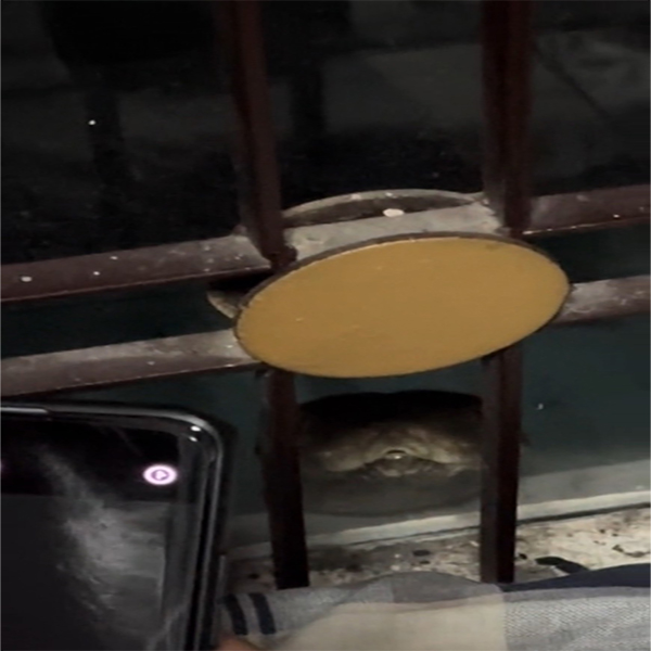 น้องงูเหลือม เลขเด็ด