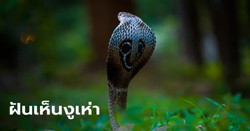 ฝันเห็นงูเห่า