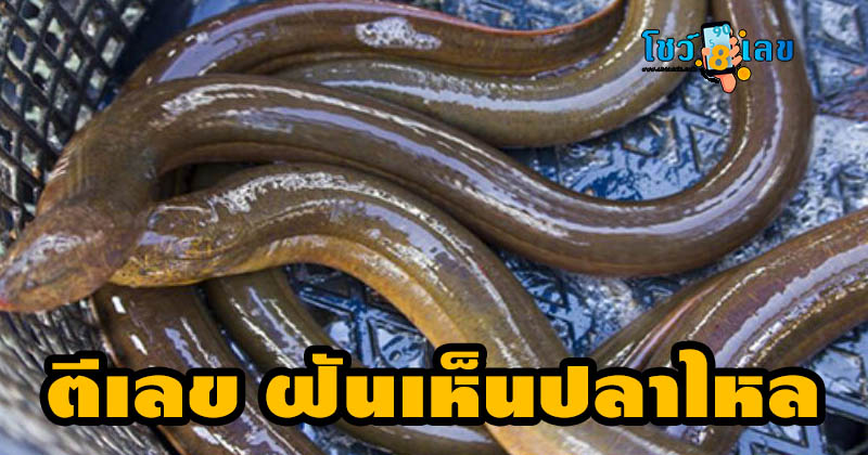 ฝันเห็นปลาไหลตัวใหญ่หลายตัว