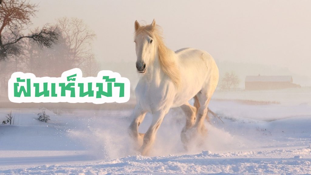ฝันว่าขี่ม้าขาว - showlek