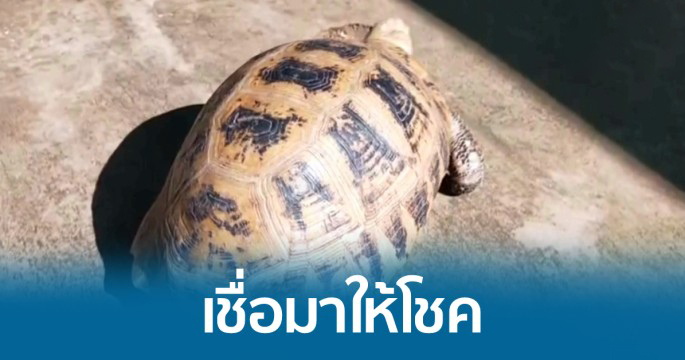 เต่าให้โชค