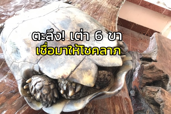พญาเต่า