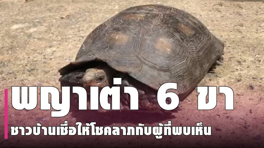เต่า 6 ขา