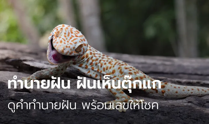 ฝันว่าตุ๊กแกกัด