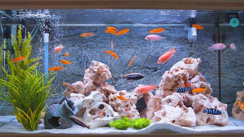 ฝันว่าได้จับปลาเยอะมาก-"Dreamed of catching a lot of fish."