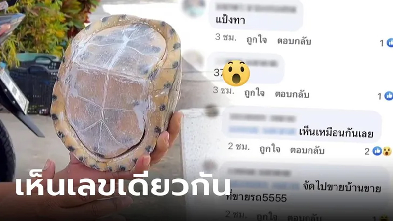 เต่าหับ ไม่มีหัว-ไม่มีขา-"Turtle has no head and no legs."