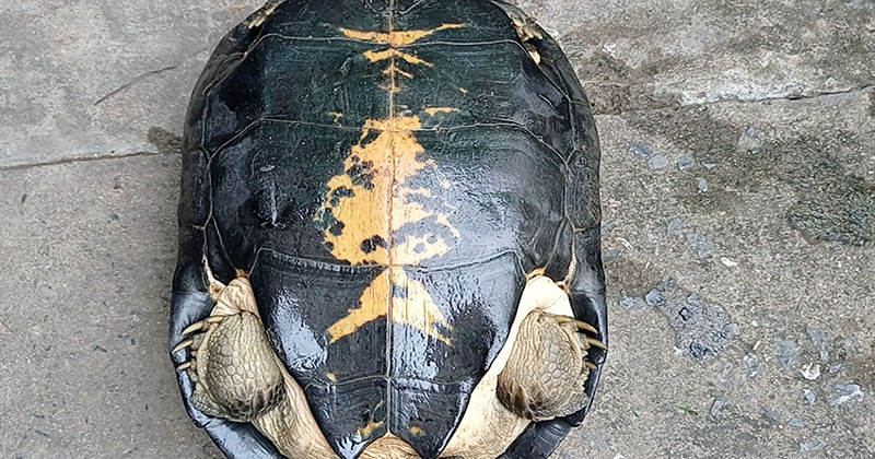 เต่าเดินเข้าบ้าน - "Turtle walks into the house"