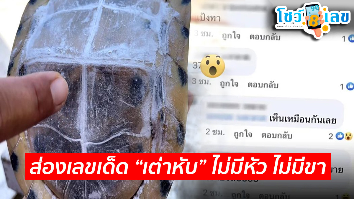 คอหวยแห่ส่องเลขเด็ด “เต่าหับ” ไม่มีหัว ไม่มีขา เต่าโชคลาภหายาก