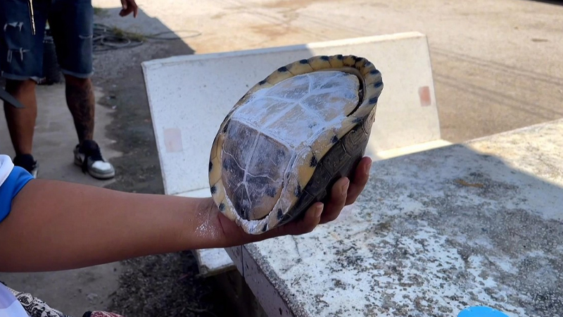 เต่าหับ ไม่มีหัว-ไม่มีขา-"Turtle has no head and no legs."