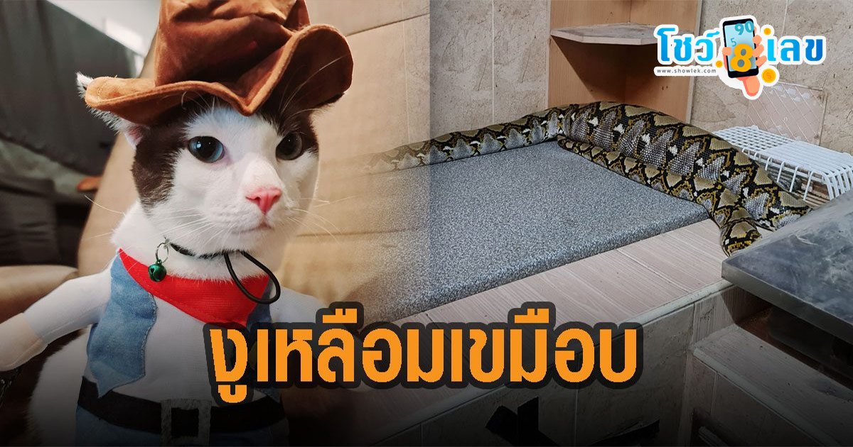 งูเหลือม กินแมว แจ้งกู้ภัยไล่ล่านานกว่า 2 ชม. คอหวยขอส่องเลขเด็ด (คลิป)